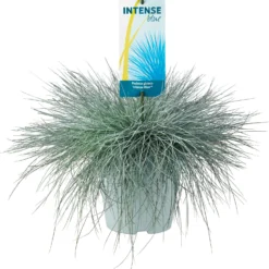 Blauwgras XL (Festuca Glauca 'Intense Blue') D 23 H 45 Cm