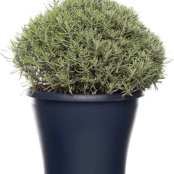 Lavendel (Lavandula Angustifolia 'Munstead') D 29 H 30 Cm