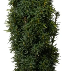 Taxus (Taxus Baccata 'David') D 29 H 80 Cm