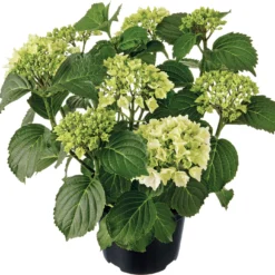 Hortensia (Hydrangea Macrophylla ) Wit D 21 H 40 Cm