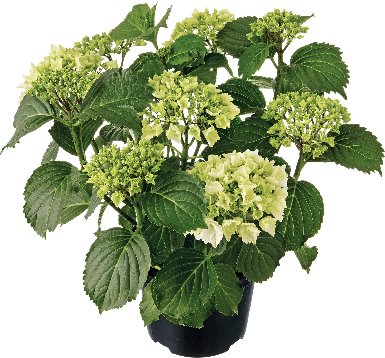 Hortensia (Hydrangea Macrophylla ) Wit D 21 H 40 Cm 1 Hortensia (Hydrangea Macrophylla ) Wit D 21 H 40 Cm