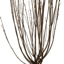 Dwergsering (Syringa 'Tinkerbelle') D 28 H 40 Cm