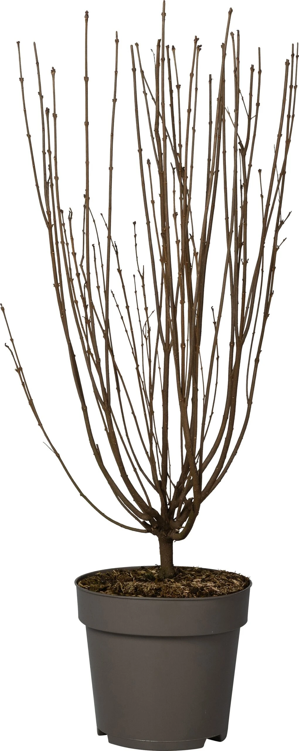 Dwergsering (Syringa 'Tinkerbelle') D 28 H 40 Cm 1 Dwergsering (Syringa 'Tinkerbelle') D 28 H 40 Cm