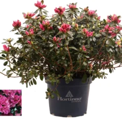 Japanse Azalea (Rhododendron Japonica 'Evergreen') Paars D 19 H 40 Cm
