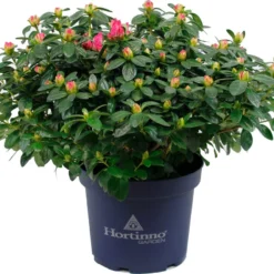 Japanse Azalea (Rhododendron Japonica 'Evergreen') Roze D 19 H 40 Cm