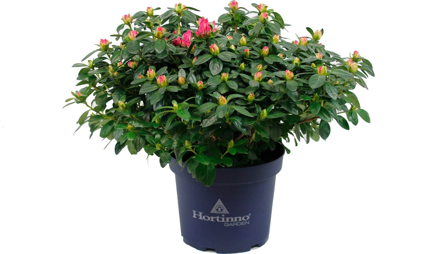 Japanse Azalea (Rhododendron Japonica 'Evergreen') Roze D 19 H 40 Cm 1 Japanse Azalea (Rhododendron Japonica 'Evergreen') Roze D 19 H 40 Cm