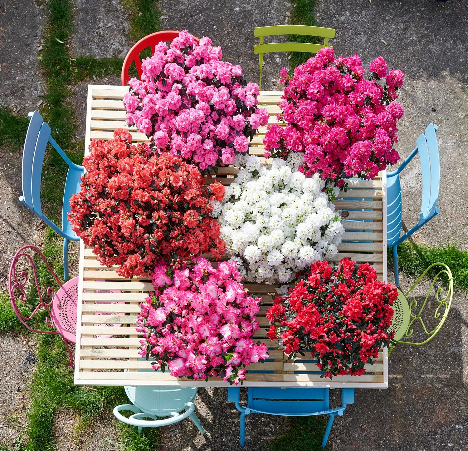 Japanse Azalea (Rhododendron Japonica 'Evergreen') Roze D 19 H 40 Cm 2 Japanse Azalea (Rhododendron Japonica 'Evergreen') Roze D 19 H 40 Cm - Afbeelding 2