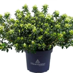 Japanse Azalea (Rhododendron Japonica 'Evergreen') Wit D 19 H 40 Cm