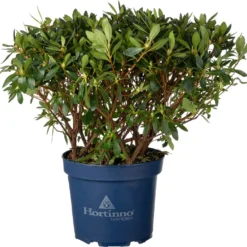 Japanse Azalea (Rhododendron Japonica 'Evergreen') Rood D 23 H 40 Cm