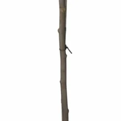 Magnolia (Magnolia Soulangeana 'Susan') D 27 H 90 Cm