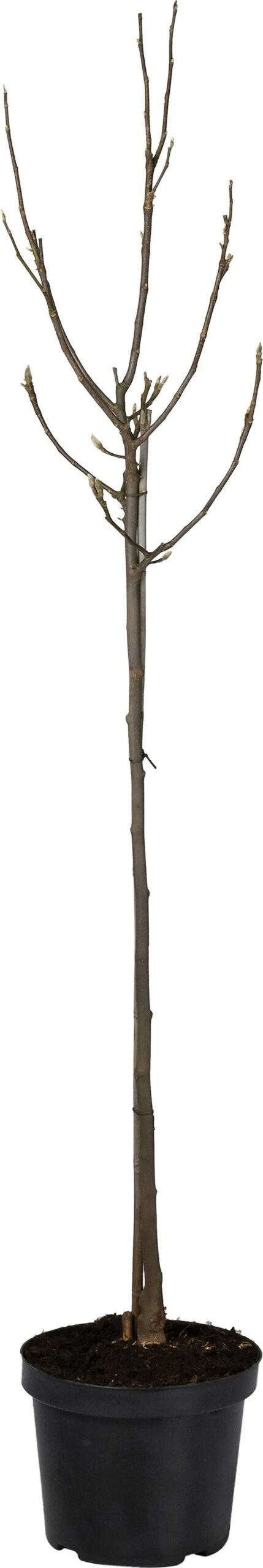 Magnolia (Magnolia Soulangeana 'Susan') D 27 H 90 Cm 1 Magnolia (Magnolia Soulangeana 'Susan') D 27 H 90 Cm