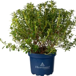 Japanse Azalea (Rhododendron Japonica 'Evergreen') Gemengd D 19 H 40 Cm