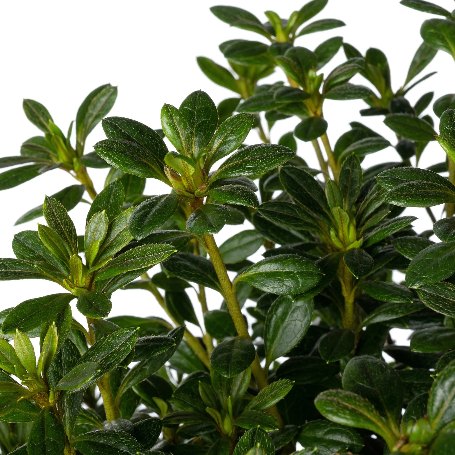 Japanse Azalea (Rhododendron Japonica 'Evergreen') Gemengd D 19 H 40 Cm 2 Japanse Azalea (Rhododendron Japonica 'Evergreen') Gemengd D 19 H 40 Cm - Afbeelding 2