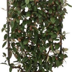 Olijfwilg Op Rek (Elaeagnus Ebbingei) D 30 H 120 Cm