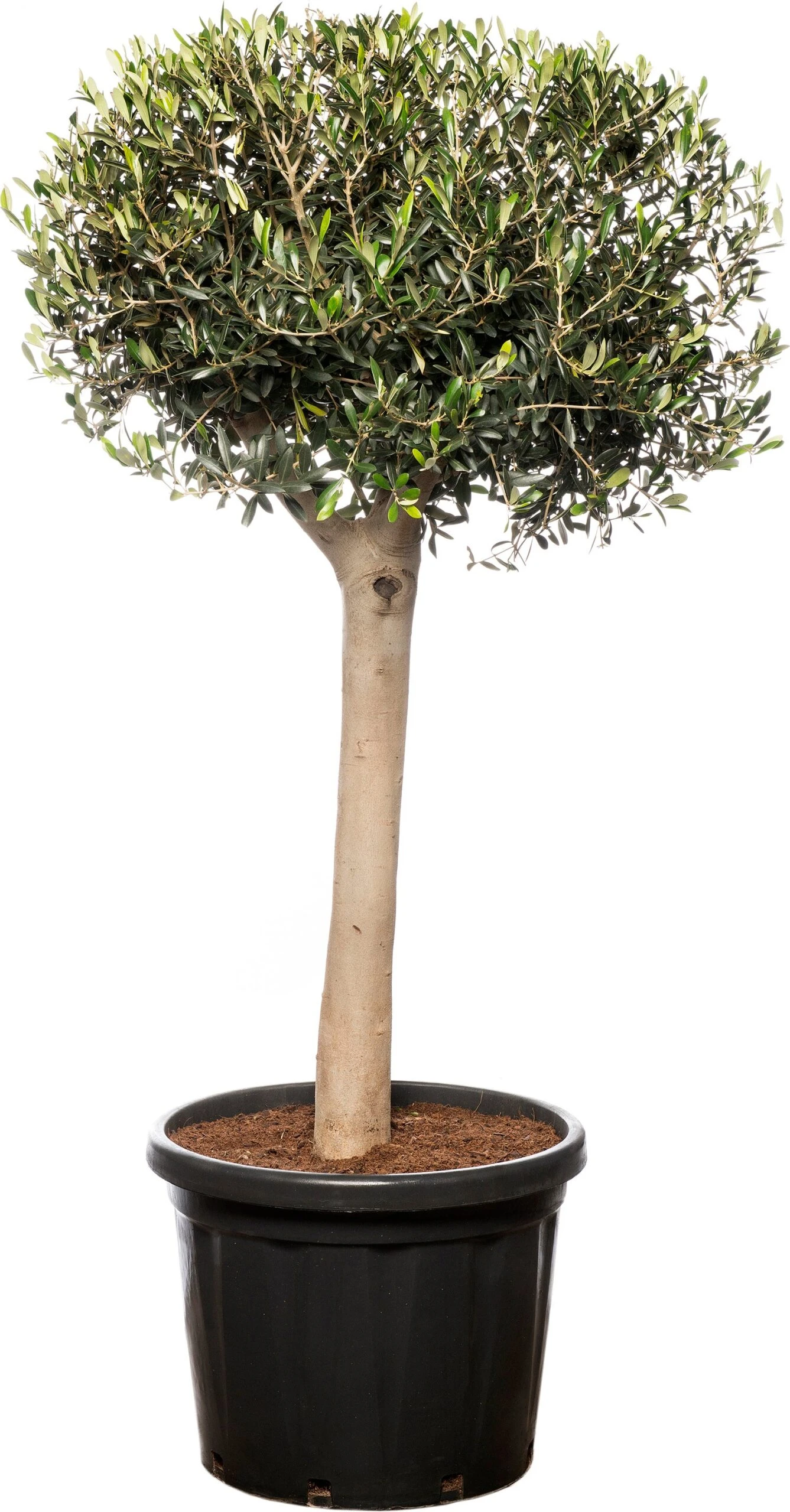 Olijfboom (Olea Europaea) D 34 H 120 Cm 1 Olijfboom (Olea Europaea) D 34 H 120 Cm