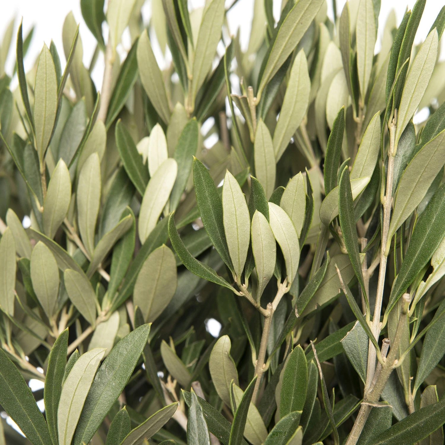 Olijfboom (Olea Europaea) D 30 H 120 Cm 2 Olijfboom (Olea Europaea) D 30 H 120 Cm - Afbeelding 2