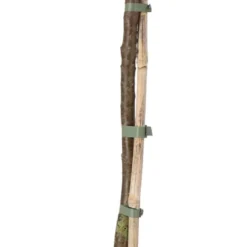 Dwergcypres Op Stam (Chamaecyparis Lawsoniana 'Ellwoodii') D 21 H 70 Cm