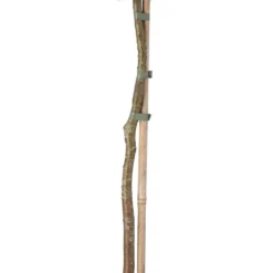 Schijncypres Op Stam (Chamaecyparis Lawsoniana 'Stardust') D 21 H 70 Cm