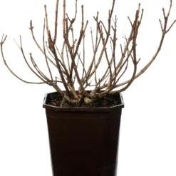 Pluimhortensia (Hydrangea Paniculata 'Switch Ophelia') D 19 H 25 Cm