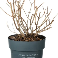 Pluimhortensia (Hydrangea Paniculata 'Living Pinky Promise') D 23 H 30 Cm