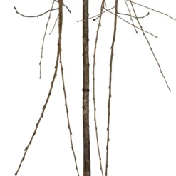 Japanse Sierkers (Prunus Serrulata 'Kiku-Shidare-Zakura') D 28 H 120 Cm