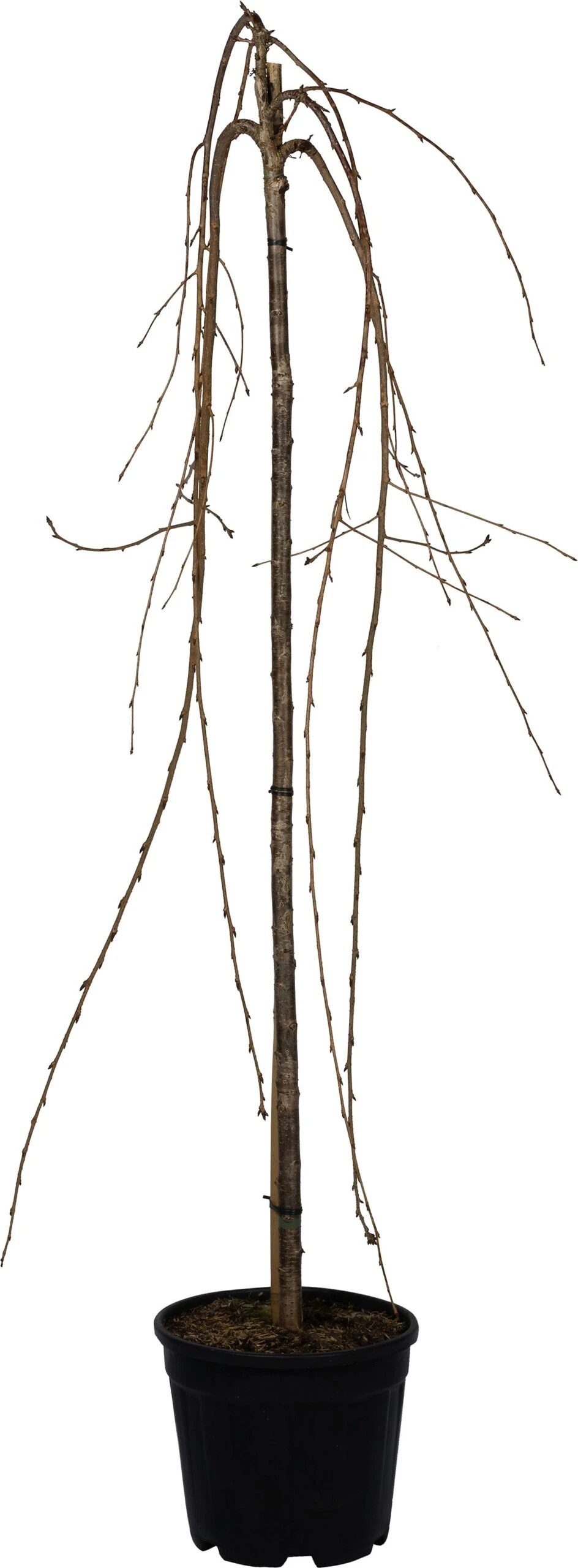 Japanse Sierkers (Prunus Serrulata 'Kiku-Shidare-Zakura') D 28 H 120 Cm 1 Japanse Sierkers (Prunus Serrulata 'Kiku-Shidare-Zakura') D 28 H 120 Cm