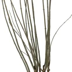 Sering (Syringa Villosa 'Agnes Smith') D 32 H 100 Cm