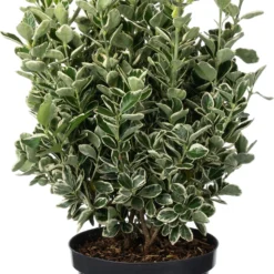 Japanse Kardinaalsmuts (Euonymus Japonicus 'Kathy') D 26 H 50 Cm