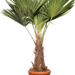 Chinese Waaierpalm (Trachycarpus Fortunei) D 36 H 150 Cm