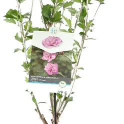 Chinese Roos (Hibiscus Syriacus 'Purple Ruffles') D 23 H 60 Cm