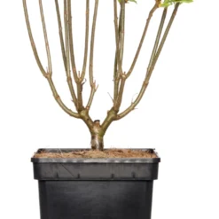 Sering (Syringa Villosae 'Agnes Smith') D 23 H 30 Cm