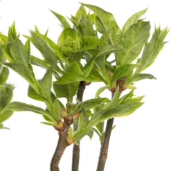 Sering (Syringa Villosae 'Agnes Smith') D 23 H 30 Cm 3 Sering (Syringa Villosae 'Agnes Smith') D 23 H 30 Cm -Exporteren Rust Tuin Winkel 8717263438663 2