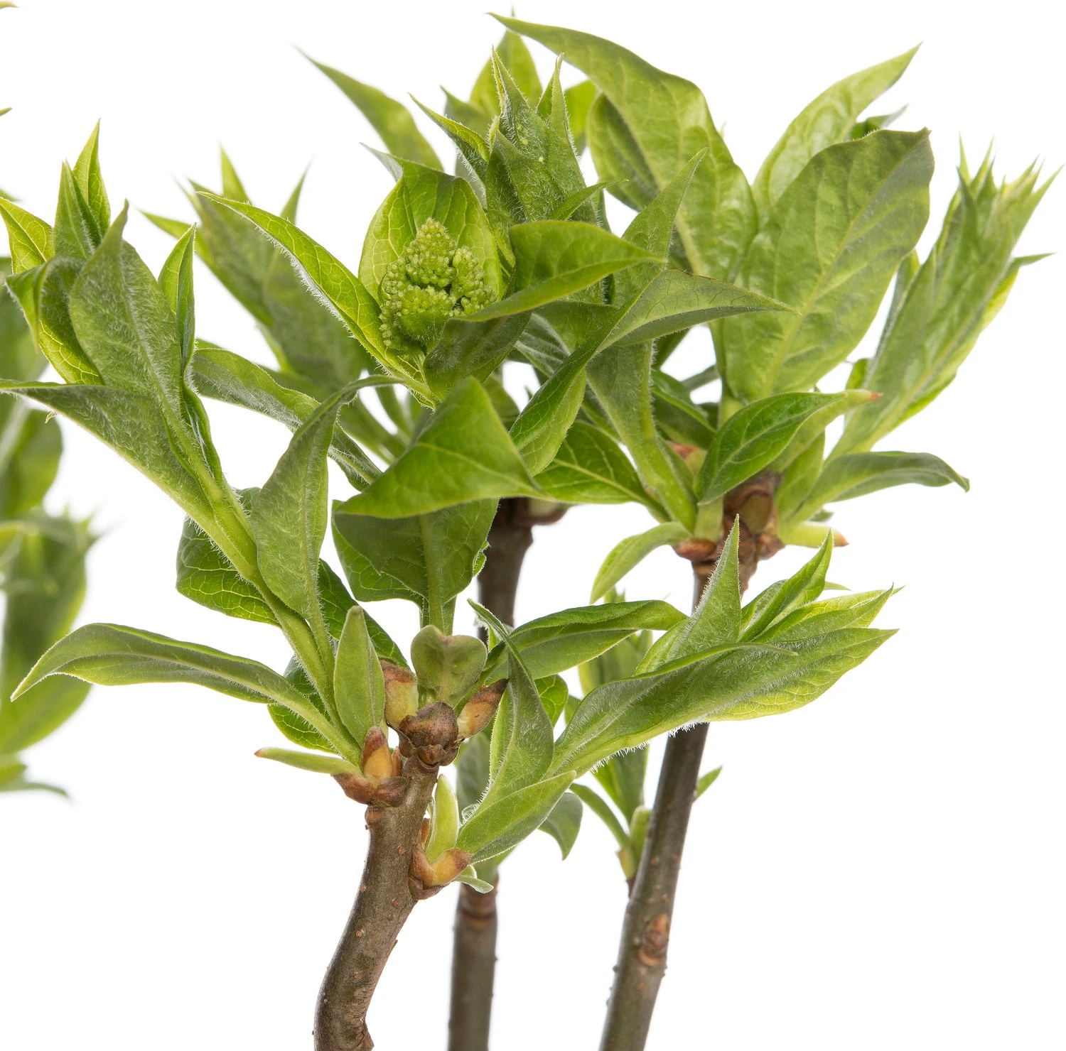 Sering (Syringa Villosae 'Agnes Smith') D 23 H 30 Cm 2 Sering (Syringa Villosae 'Agnes Smith') D 23 H 30 Cm - Afbeelding 2