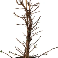 Klimhortensia (Hydrangea Anomala ‘Petiolaris’) D 31 H 80 Cm