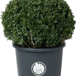 Japanse Hulst In Bolvorm (Ilex Crenata 'Dark Green') D 50 H 70 Cm