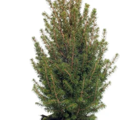 Dwergspar (Picea Glauca 'Conica') D 27 H 75 Cm
