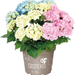 Hortensia (Hydrangea Macrophylla 'Three Sisters') Blauw D 25 H 40 Cm