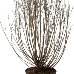Dwergsering (Syringa 'Sugar Plum Fairy') D 32 H 100 Cm