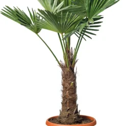 Chinese Waaierpalm (Trachycarpus Fortunei) D 34 H 100 Cm