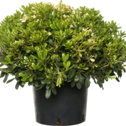 Australische Laurier (Pittosporum Tobira 'Nanum') D 10 H 30 Cm