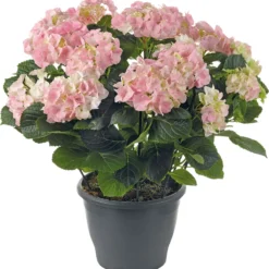 Hortensia (Hydrangea Macrophylla) Roze D 30 H 60 Cm