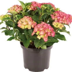 Hortensia (Hydrangea Macrophylla) Rood D 30 H 60 Cm