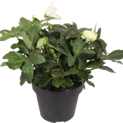 Kerstroos (Helleborus (HGC) 'Diva') D 15 H 35 Cm