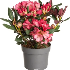 Rhododendron (Rhododendron 'Wine & Roses') D 19 H 30 Cm