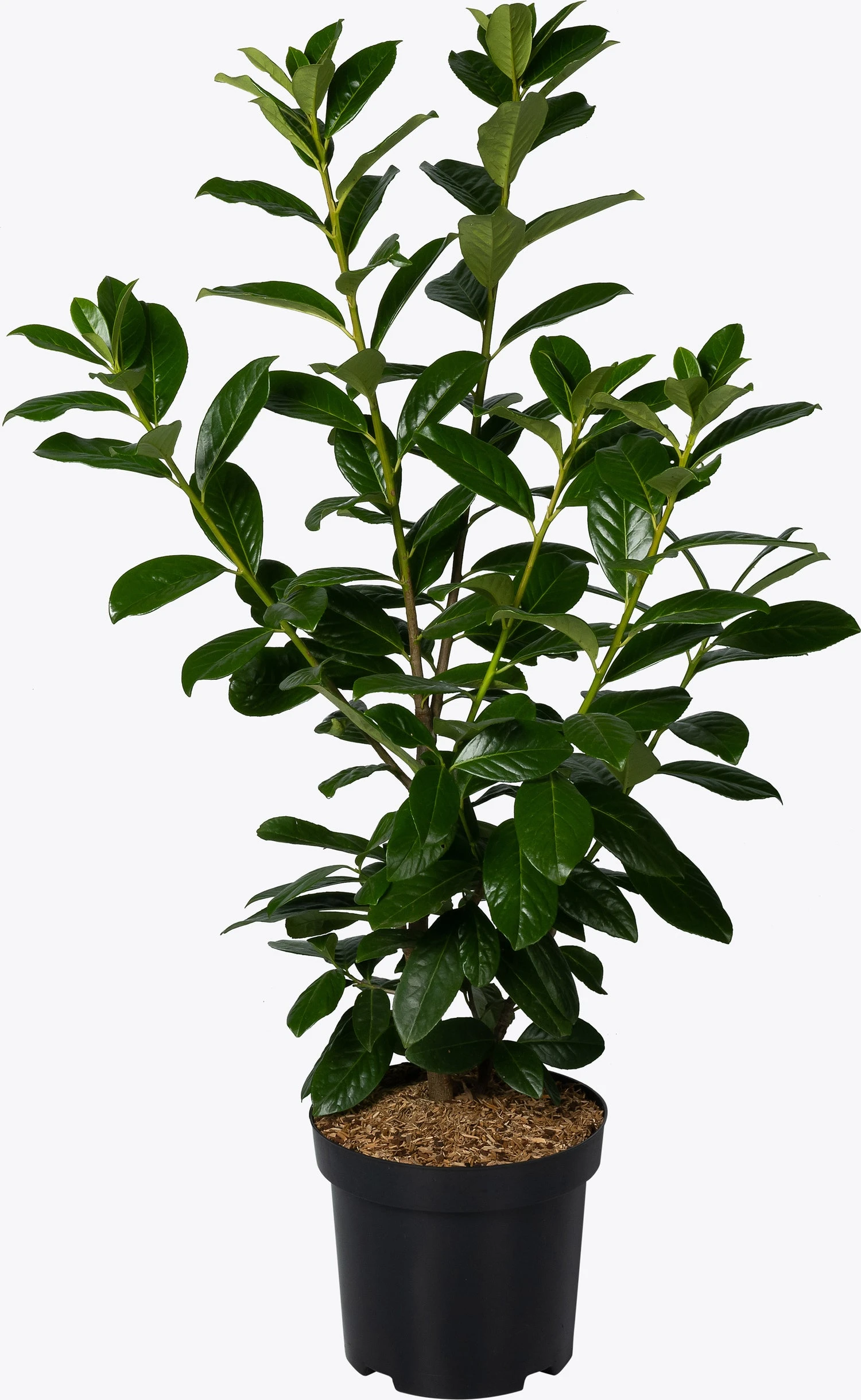 Laurierkers (Prunus Laurocerasus 'Novita') D 26 H 80 Cm 1 Laurierkers (Prunus Laurocerasus 'Novita') D 26 H 80 Cm