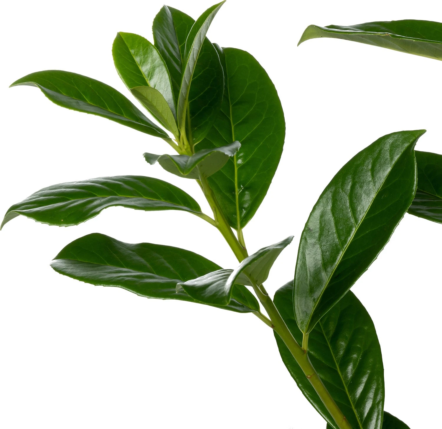 Laurierkers (Prunus Laurocerasus 'Novita') D 26 H 80 Cm 2 Laurierkers (Prunus Laurocerasus 'Novita') D 26 H 80 Cm - Afbeelding 2