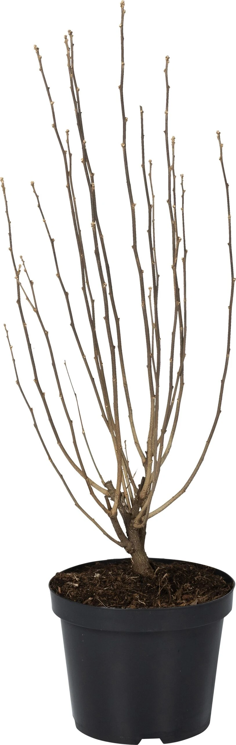 Chinese Roos (Hibiscus Syriacus 'Ardens') D 27 H 60 Cm 1 Chinese Roos (Hibiscus Syriacus 'Ardens') D 27 H 60 Cm