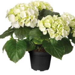 Hortensia (Hydrangea Macrophylla 'Snow White') D 30 H 80 Cm