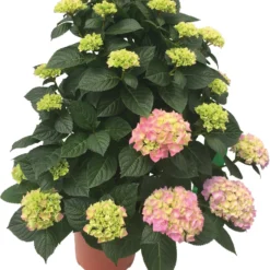 Hortensia (Hydrangea Macrophylla 'Ankong') Roze D 30 H 80 Cm