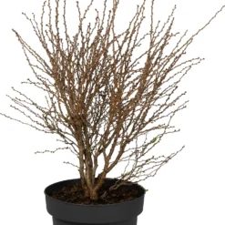 Fujikers (Prunus Incisa 'Kojou-no-mai') D 31 H 50 Cm